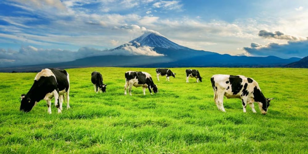 farm